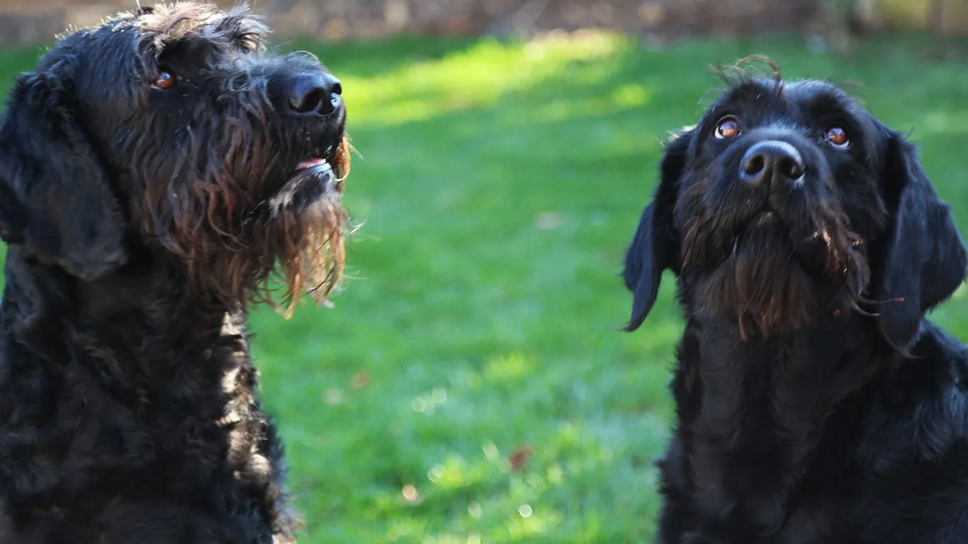 Two dogs in the grounds, because dogs are welcome here
